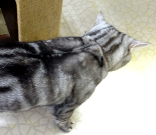 キャンツの監視(1)