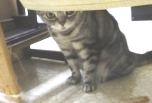 歩行自主トレを監視