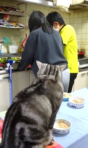 キッチン作業を見つめる