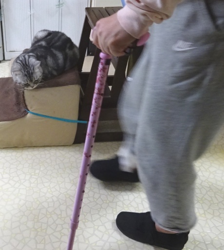 少し高い所から歩行自主トレを監視