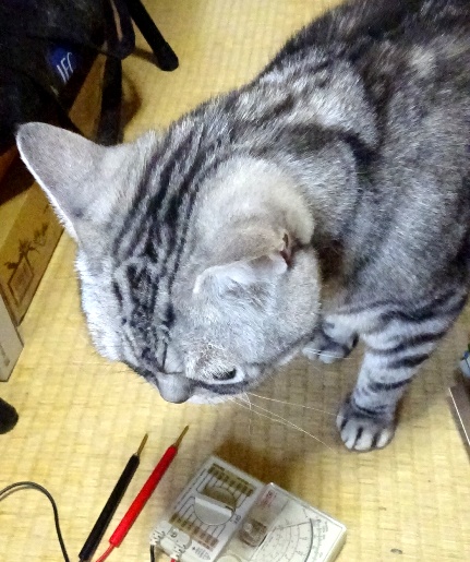 「お手伝い」したいキャンツ