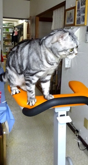 歩行器をキャットタワーと勘違いしたキャンツ