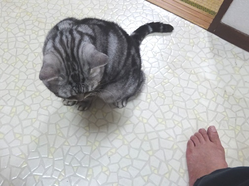 私の足指を調べにきたキャンツ