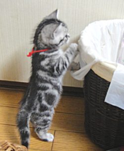 仔猫時代のキャンツ