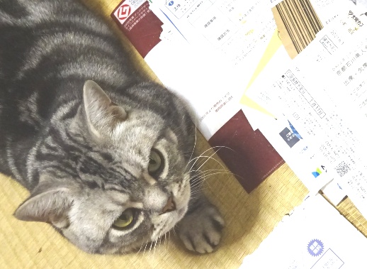 注目している資料の上に乗ってくる