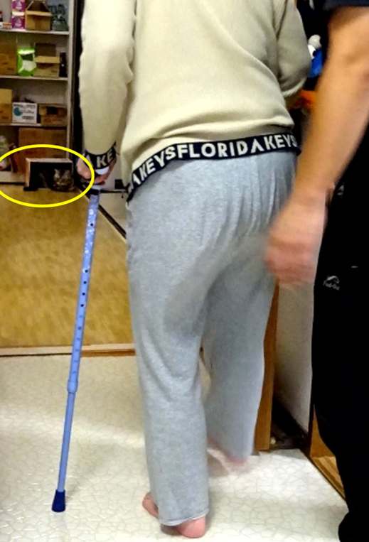 段ボールの箱の中(黄色の枠内)から歩行トレーニングを観察