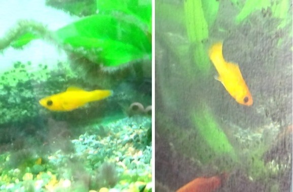 パンダのようなモーリー