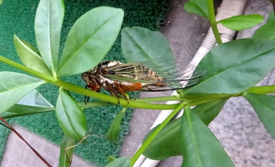 ベランダのクマゼミ