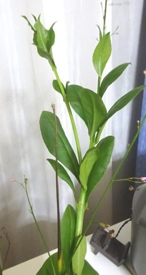 照明があっても夜になると葉が閉じる