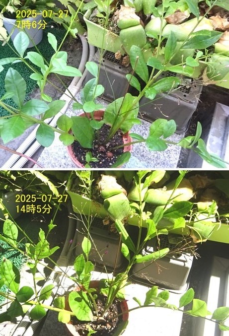 昼寝するハゼラン