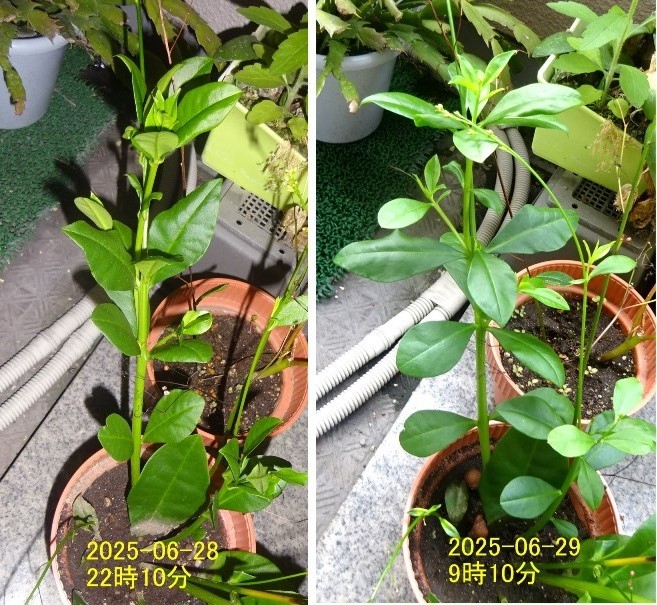 ハゼランの就眠運動(2)
