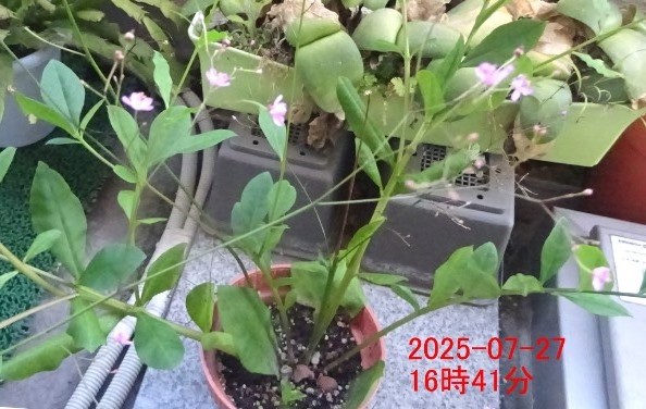 昼寝から覚めたハゼラン