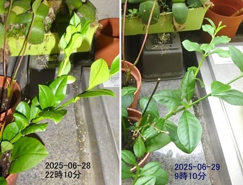 ハゼランの就眠運動(1)