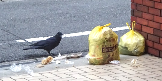 ゴミの袋にアタックするカラス
