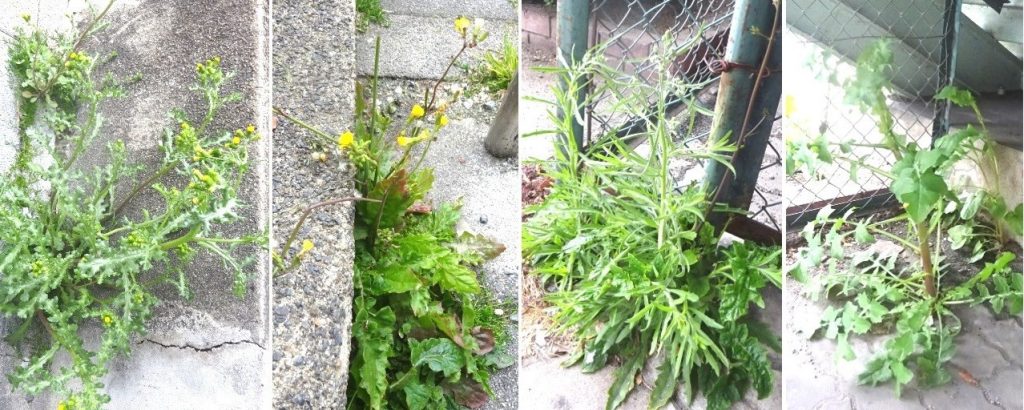 道端の雑草がすっかり春の装い