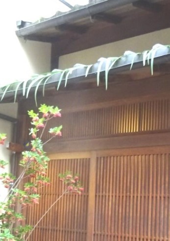 今年(2026年)も例年通り隣家の軒先に飾られた軒菖蒲